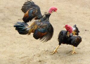 Cách chọn gà chọi đúng chuẩn - Hướng dẫn chi tiết từ A đến Z