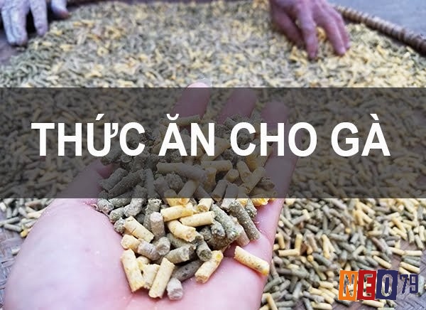 Kiểm tra chất lượng nguyên liệu là bước đầu tiên không thể bỏ qua trong quy trình chuẩn cách pha trộn thức ăn cho gà đá